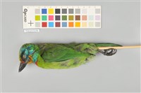 藏品(五色鳥)的圖片